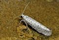 Yponomeuta evonymella